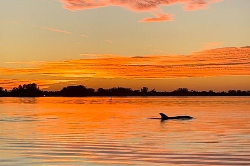 A sunset over a body of water with a silhouette of a whale. 1