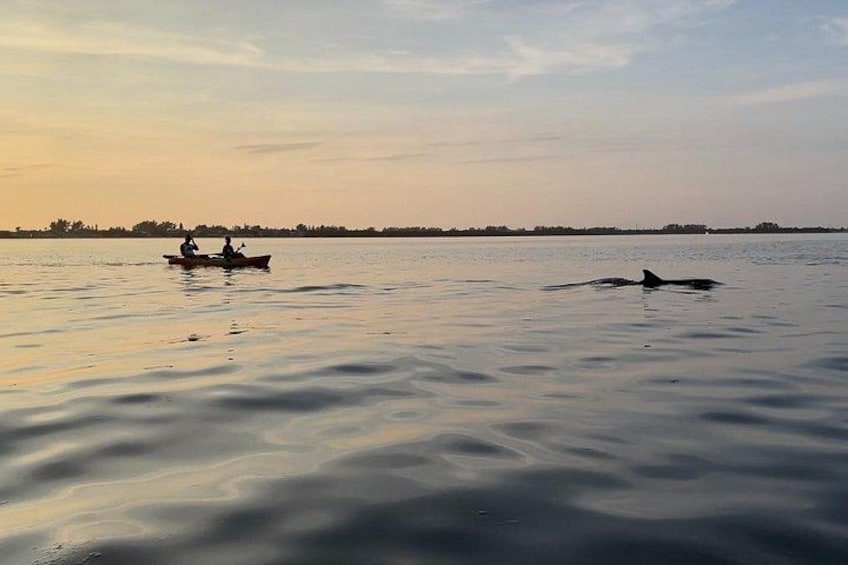 A calm body of water with a boat and a dolphin in the distance. 4