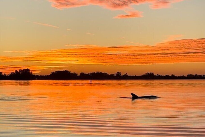 Sunset Kayak Experience with Dolphin Sightseeing 1