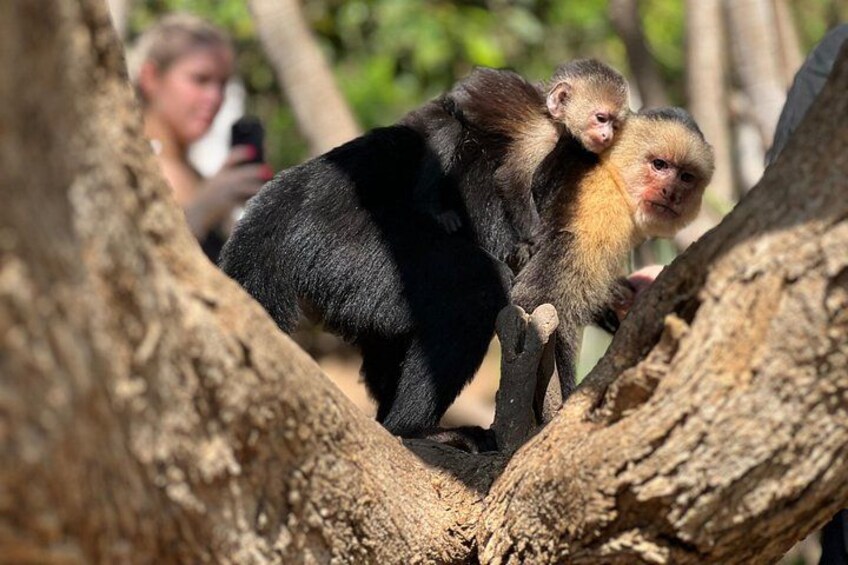 Monkey Crocodile Sloths and Beach Experience 3