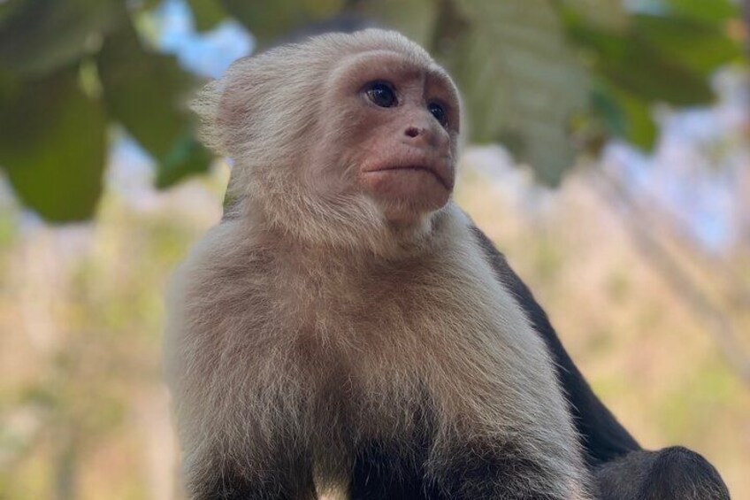 Monkey Crocodile Sloths and Beach Experience 2