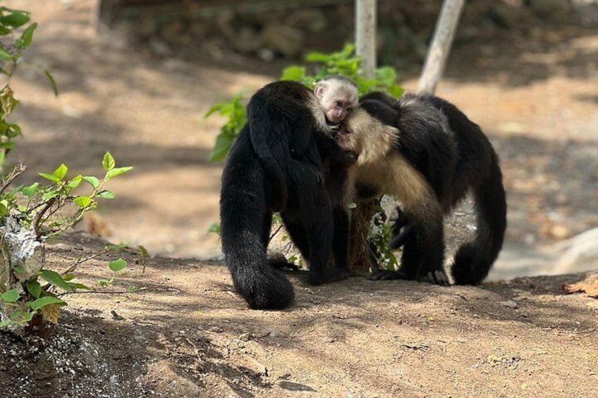 Monkey Crocodile Sloths and Beach Experience 1