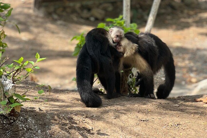 Monkey Crocodile Sloths and Beach Experience 1
