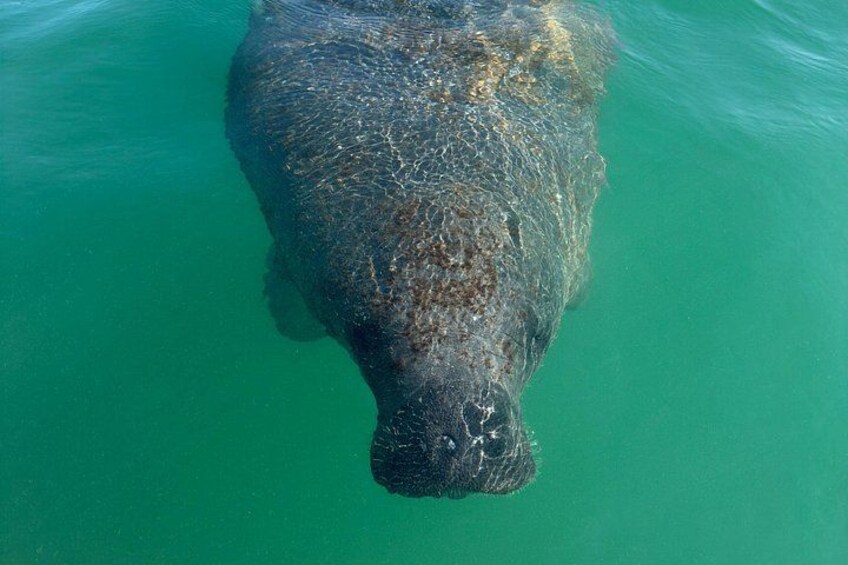 A large aquatic animal swimming in clear water. 5