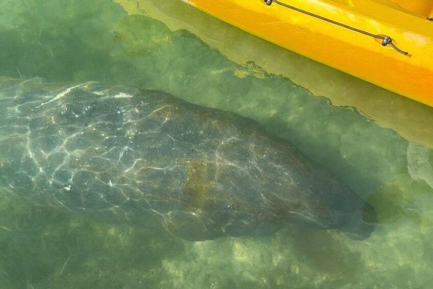 A large fish in clear water near a yellow kayak. 3