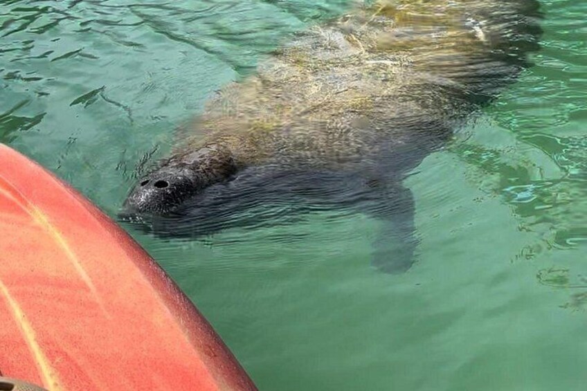 A beaver swimming in water with a red object nearby. 1