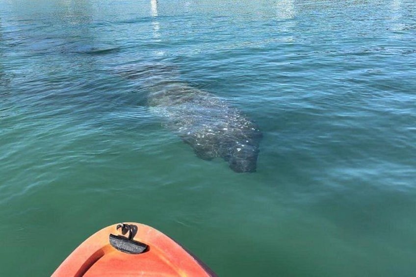 A kayak on the water with a dolphin swimming nearby. 5