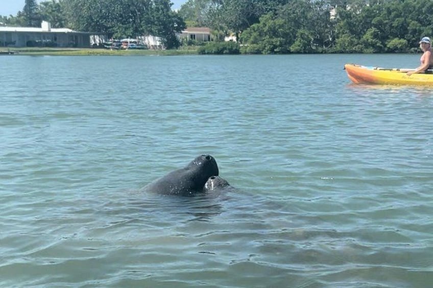 A person kayaking on a calm lake with a large animal, possibly a whale, partially submerged in the water. 3