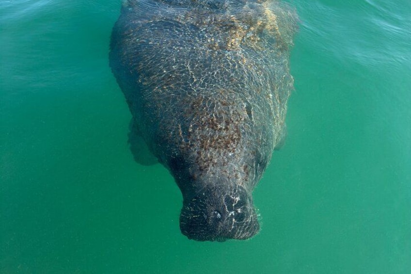 A large aquatic animal swimming in clear water. 2