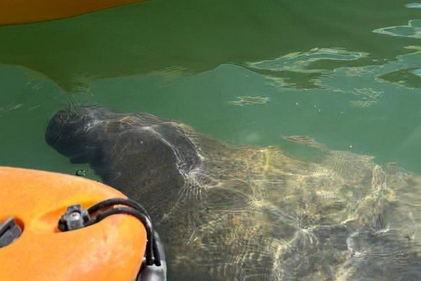A large aquatic animal in a pool with a yellow object nearby. 4