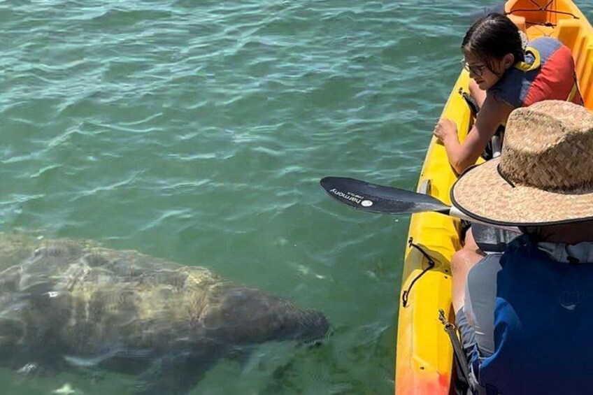 A person in a yellow kayak with a hat, another person in a blue shirt, and a turtle in the water. 3