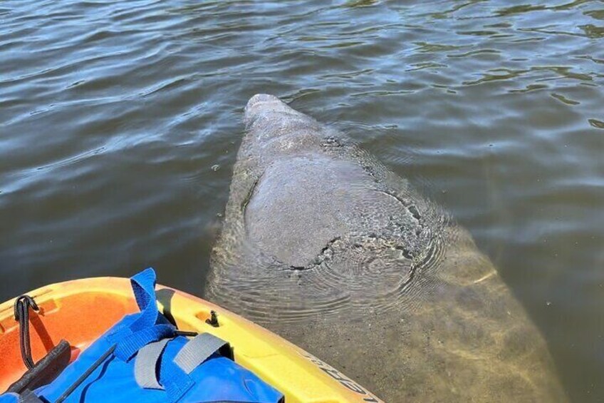 A shark swimming near a kayak in the water. 5