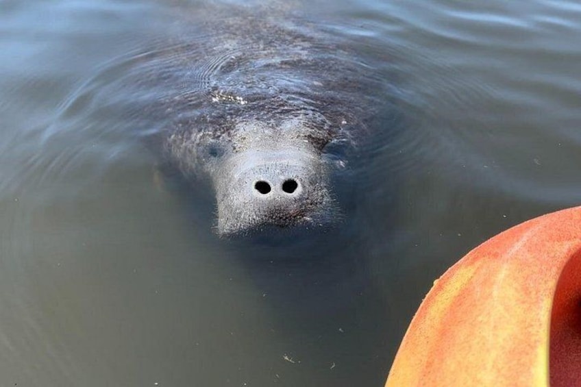 A manatee swimming in water with a boat nearby. 2