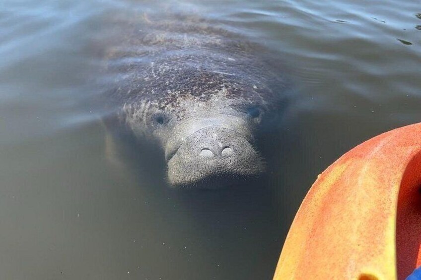 A manatee partially submerged in water, with a boat visible in the foreground. 3