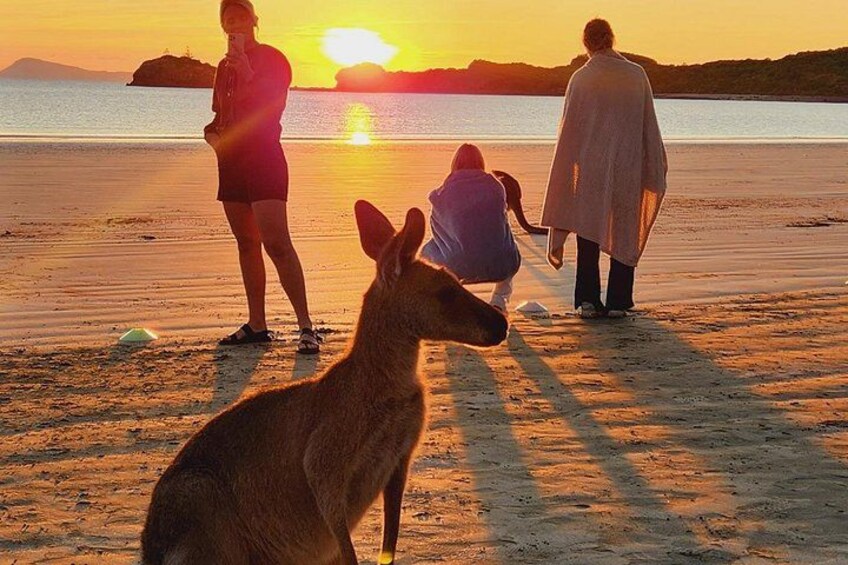Sunrise with the kangaroos and wallabies 2