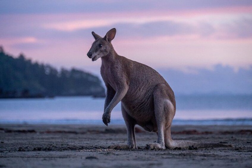 Male wallaby ready for breakfast. 3