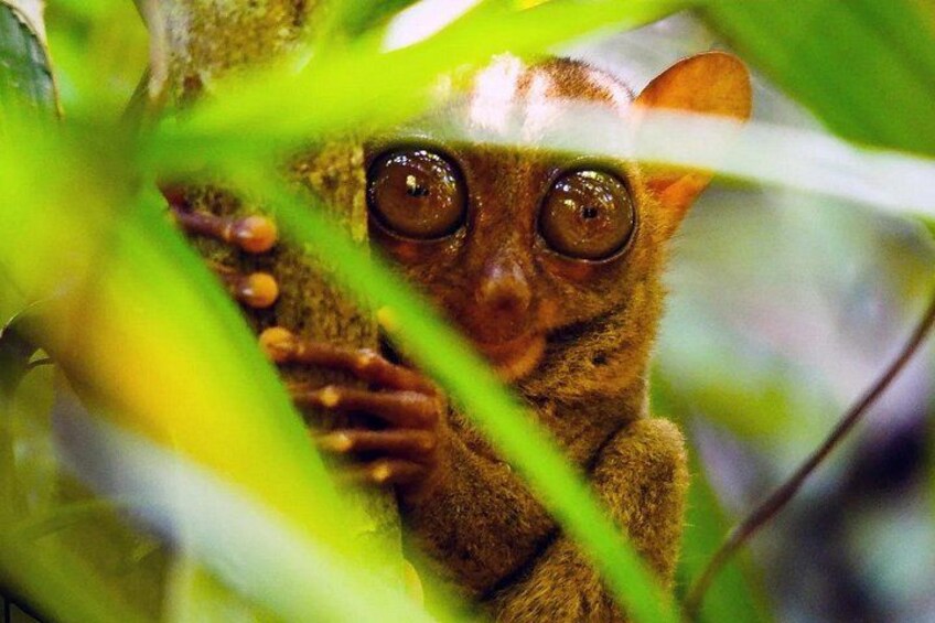 En lemur med stora ögon som tittar fram genom lövverket. 1