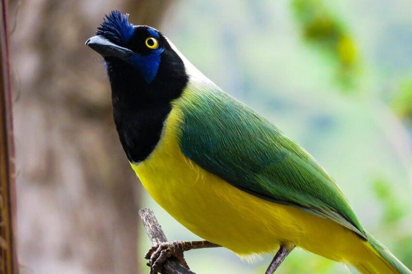 Un pájaro de cabeza azul, cuerpo negro y amarillo posado en una rama. 1