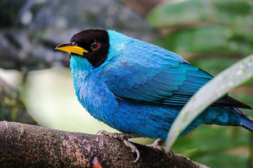 Un pájaro con plumas azules y pico amarillo posado en una rama. 2
