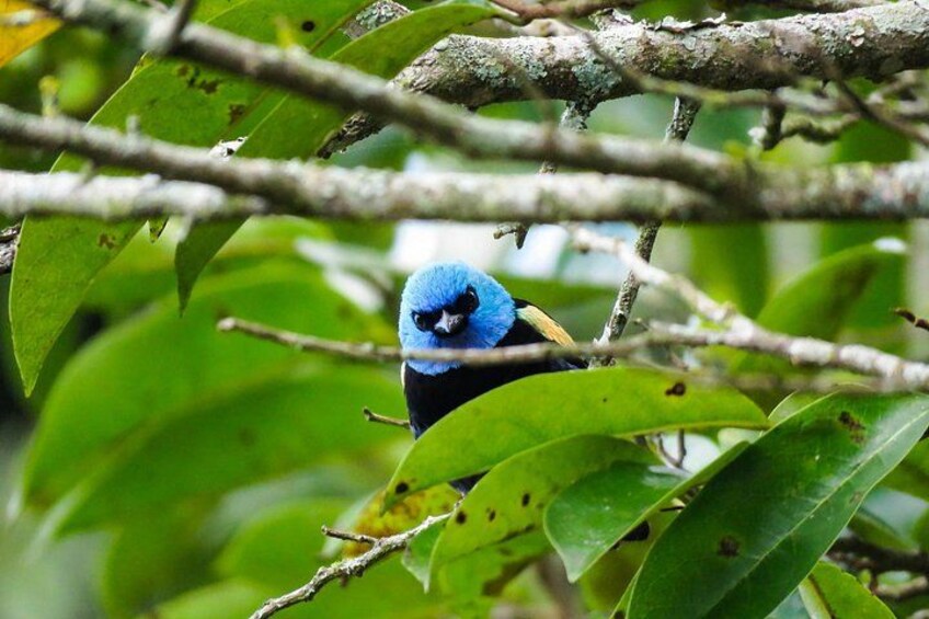 Un pájaro azul posado en una rama con hojas verdes. 5