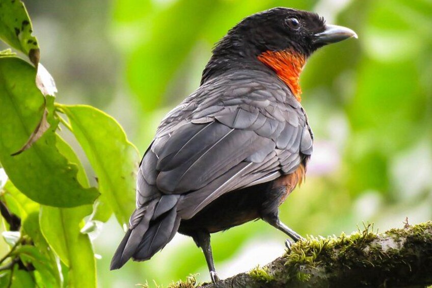 Un ave con plumaje negro y anaranjado posada sobre un tronco cubierto de musgo. 3
