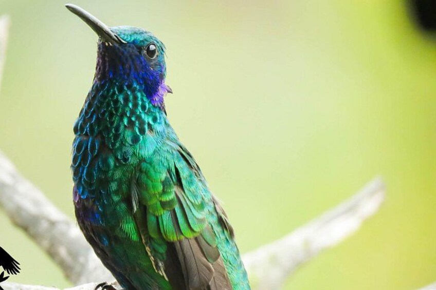 Un ave con plumaje iridiscente verde y azul posada en una rama. 4
