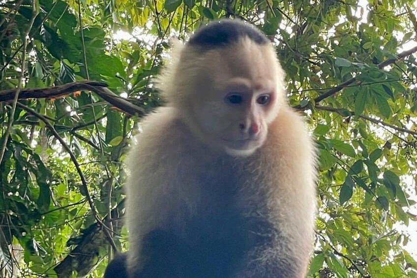 Monkey and Sloth Jungle Habitat Panama Tour 3