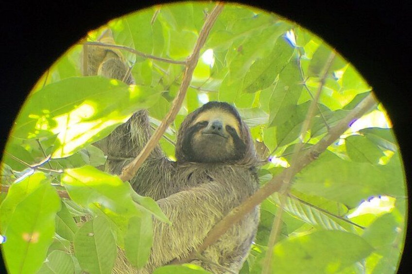 Monkey and Sloth Jungle Habitat Panama Tour 5
