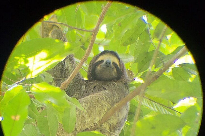 A sloth hanging from a tree branch, surrounded by green leaves. 4