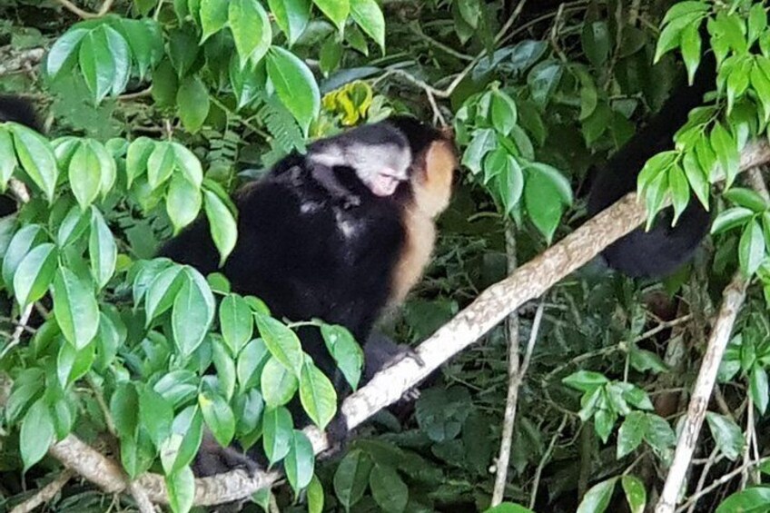 A monkey on a tree branch surrounded by green foliage. 2