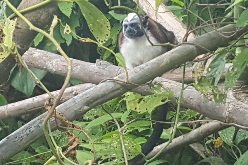 Monkey and Sloth Jungle Habitat Panama Tour 2