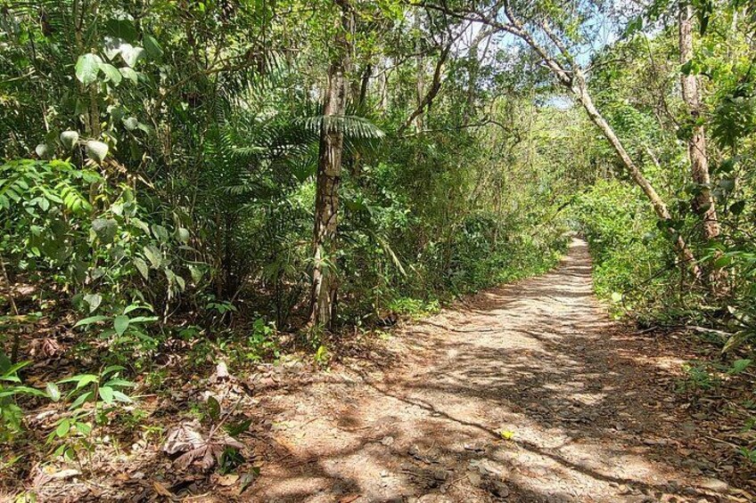 A forested dirt path surrounded by dense vegetation. 2