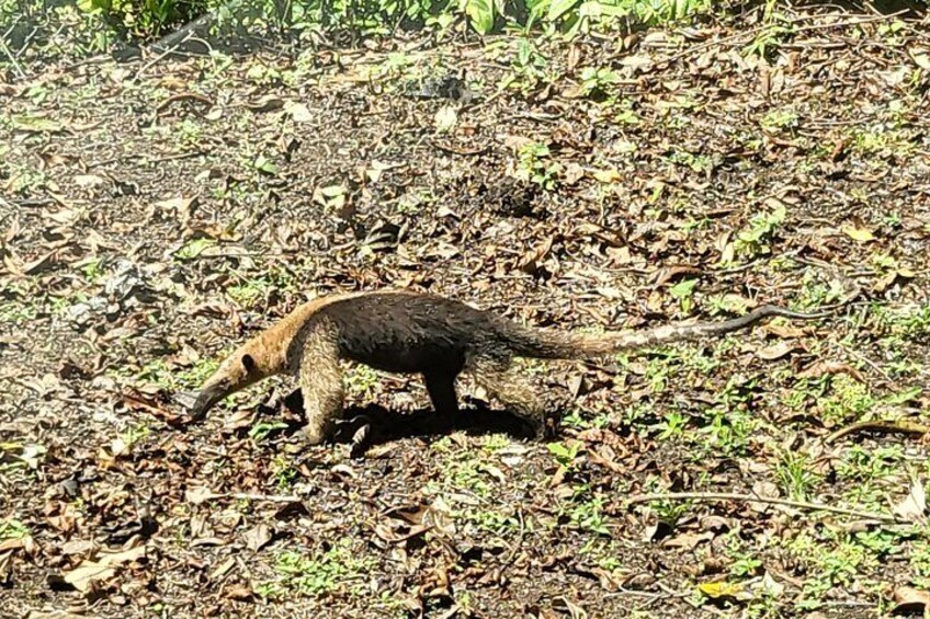 A wild animal on a forest floor. 3