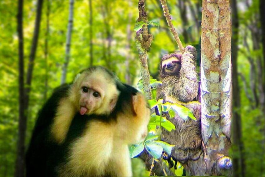 Monkey and Sloth Jungle Habitat Panama Tour 3