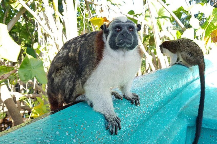 Monkey and Sloth Jungle Habitat Panama Tour 4