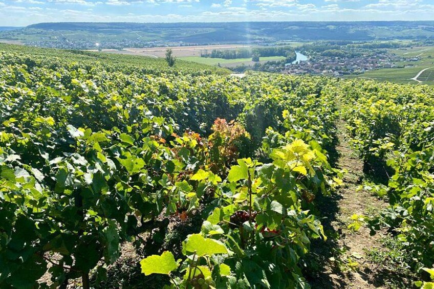 DeLuxe Veuve Clicquot Ruinart Champagne Cellars & Tastings trip 2