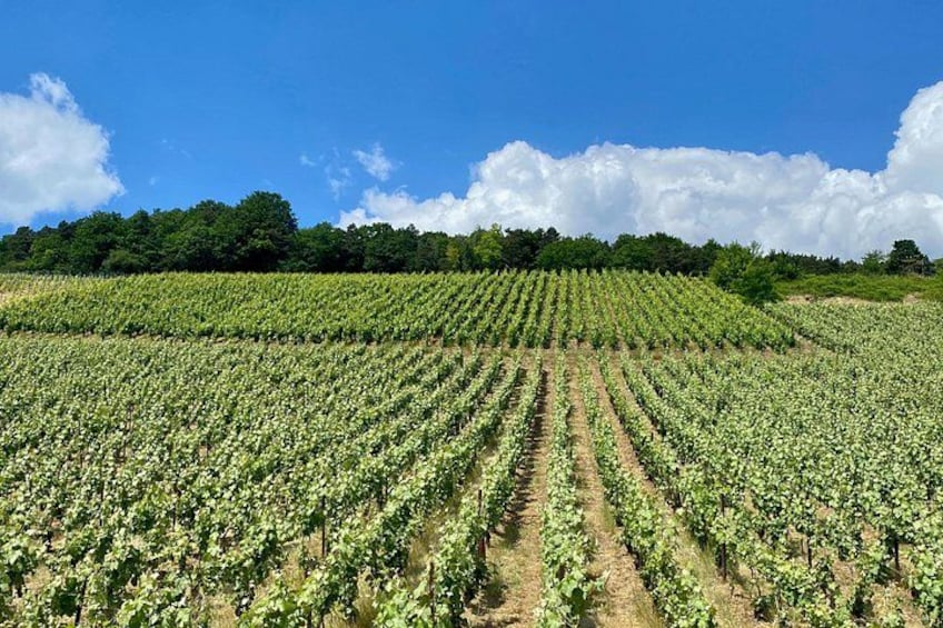 DeLuxe Veuve Clicquot Ruinart Champagne Cellars & Tastings trip 4