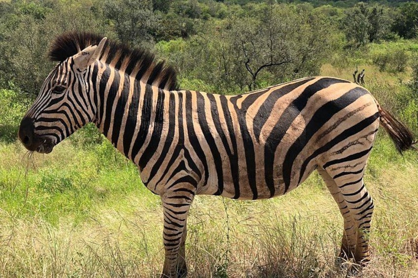 A zebra standing in a grassy field with trees in the background. 5