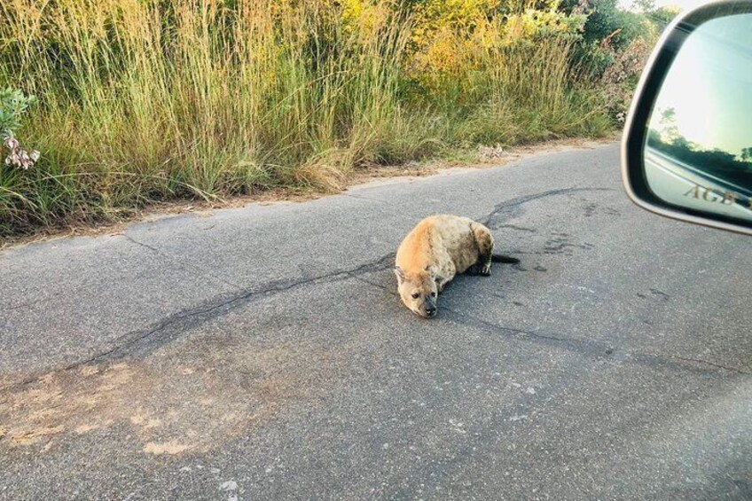 A dog lying on a road with vegetation on the side. 2