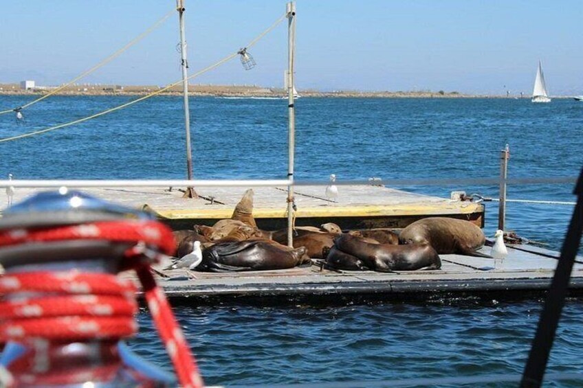 San Diego's first ever Family Sailing Tours 5