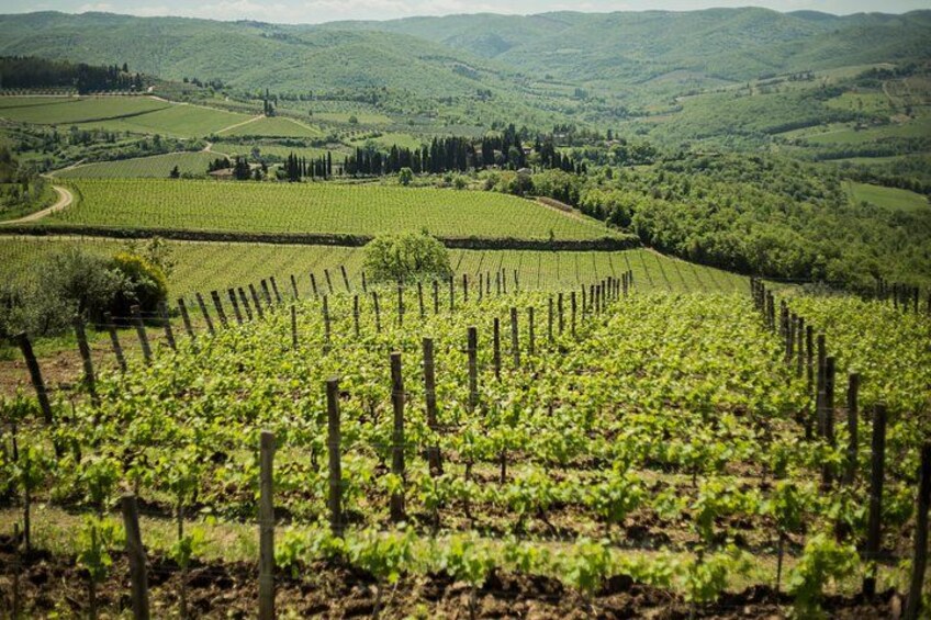 A vineyard with rows of grapevines, rolling hills, and a clear sky. 2