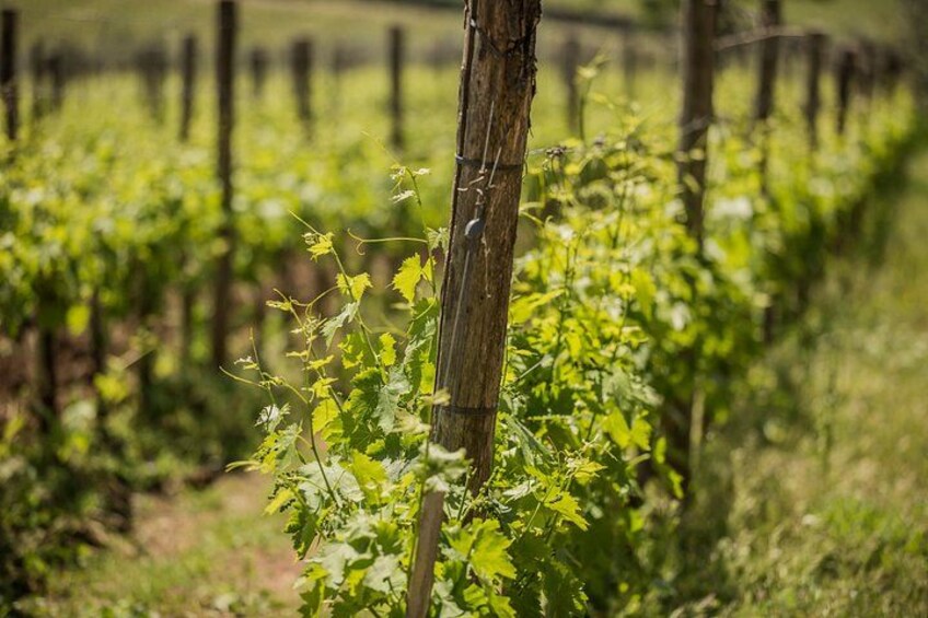 A vineyard with rows of grapevines and a wooden trellis. 4