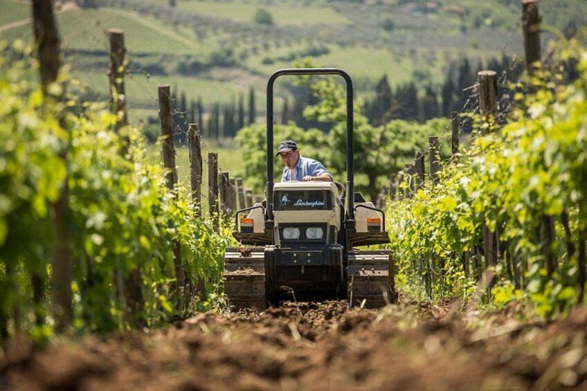 A person driving a Lamborghini tractor through a vineyard. 3