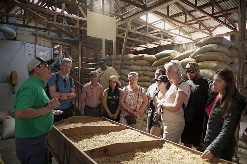 Coffee Harvest at Doka Estate 3