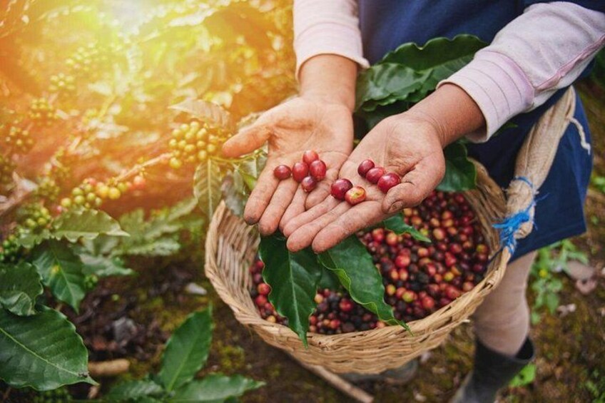 Coffee Beans production at Hacienda Doka 2
