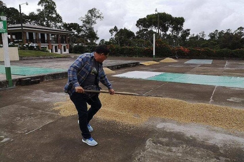 Coffee beans drying at Doka Estate 3