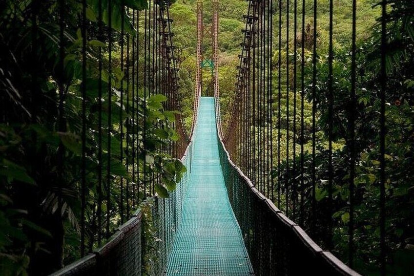 The Mistico Hanging Bridges 1