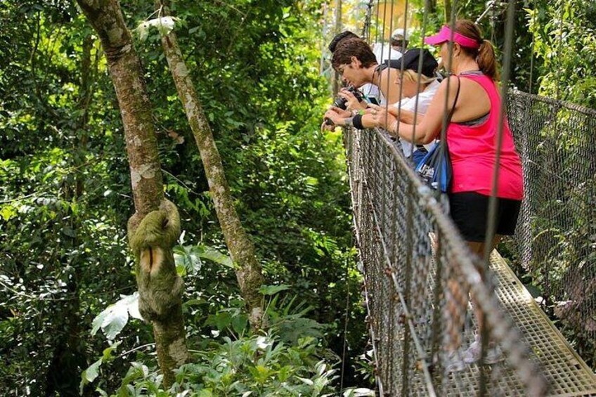 The Mistico Hanging Bridges 3
