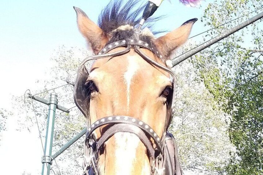 Full loop Private Horse Carriage Ride in Central Park 45 Minutes 4