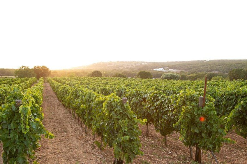 A vineyard with rows of grapevines and a dirt path. 3